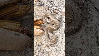 The snake was in the hole in the ground the boy brought Habib Bhai to rescue the snake africa [upl. by Assyli]