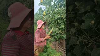 Wonderful Cutting Luffa Gourd Vegetable farming fruit foodie [upl. by Daiz]