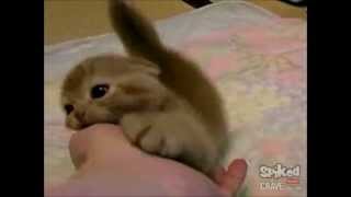 The cutest kittens ever  compilation [upl. by Eddy]