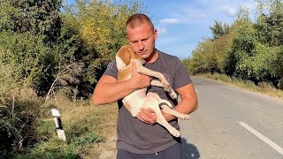 Rescue recovery and adoption of abandoned lonely puppy [upl. by Daryn]