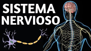 El SISTEMA NERVIOSO CENTRAL explicado partes y funcionamiento🧠 [upl. by Yendic]