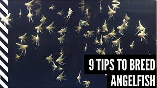 9 Tips to Breed Angelfish [upl. by Pyszka814]