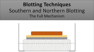 The Principle of Southern Blotting and Northern Blotting Blotting Techniques The Full Mechanism [upl. by Massimo]