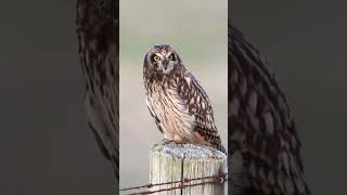 Barking Owl [upl. by Akenet]