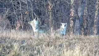 Pack of Howling Coyotes [upl. by Eillib]