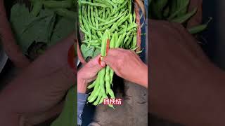 The beans my motherinlaw planted were almost eaten up The good ones were bundled and sold Th [upl. by Ekim]