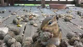 Squirrel Cam The Chipsters look for the Perfect acorn [upl. by Sesylu392]