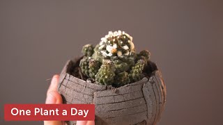 Copiapoa hypogaea Houseplant Care — 43 of 365 [upl. by Wootan]