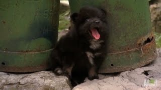 A Chorus of Pomeranians  Too Cute [upl. by Asyl]