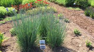 PRAIRIE WINDS® Blue Paradise Schizachyrium  wwwgardencrossingscom [upl. by Rebel]