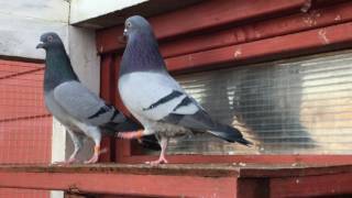 Gordon Hughes English tippler pigeons [upl. by Gnahk]