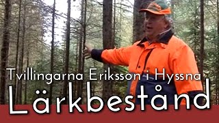 Tvillingarna Eriksson i Hyssna Lärkbestånd [upl. by Mcconnell]