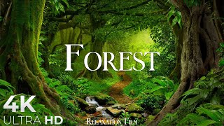 Forest 4K • Nature Relaxation Film • Peaceful Relaxing Music • 4k Video UltraHD [upl. by Prescott200]