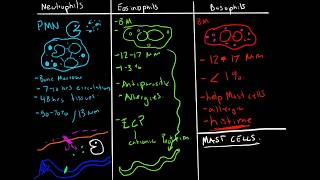 Immunology  Granulocytes Function Neutrophils Basophils Eosinophils [upl. by Ayyidas436]