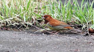 旗津區的鏽鵐 Emberiza rutila （2024 04 28） [upl. by Crooks]