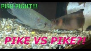 AFRICAN PIKE VS PIKE CICHLID FISH FIGHT FISH ATTACK [upl. by Abigale]