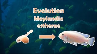 L évolution 3 de mes Maylandia estherae Minos Reef O F3 [upl. by Elenaj86]