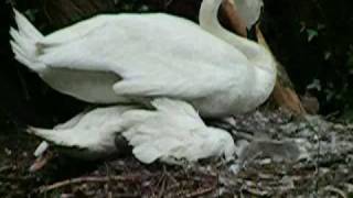 2009 05 23 River Brent Swans Adults Fighting or Mating on Nest 01 Action [upl. by Frederica]