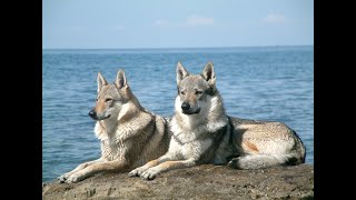 Czechoslovakian wolfdog howling [upl. by Westphal]