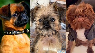 Brussels griffon  Funny and Cute dog video compilation in 2022 [upl. by Zenda]