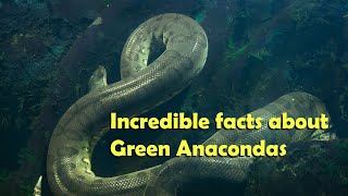 Incredible facts about Green Anacondas [upl. by Ping]