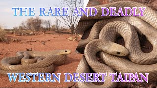 I CAUGHT THE RAREST TAIPAN ON EARTH [upl. by Ettelra]