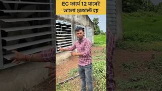 Ec Poultry Farm 12 Months Same Results shorts poultryfarm ecfarm [upl. by Adala622]