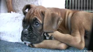 Playful 8 Week Old Boxer Puppies [upl. by Aniuqahs752]