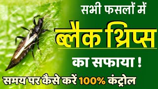 Black Thrips control insecticide  ब्लैक थ्रिप्स को कैसे रोकें Black Thrips control chilli capsicum [upl. by Yaj]