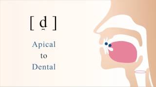 d̪  voiced unaspirated apical dental stop [upl. by Hertberg]