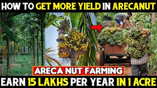 Areca Nut Farming  How To Get More Yield In Arecanut  How To Increase Arecanut Yield  Production [upl. by June]