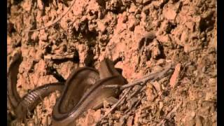 Serp blanca Culebra de escalera Rinechis scalaris [upl. by Turpin608]