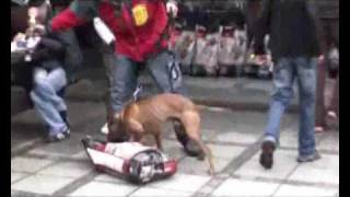 AmPit Bull Terrier  fight to a finish IV part two [upl. by Devin]