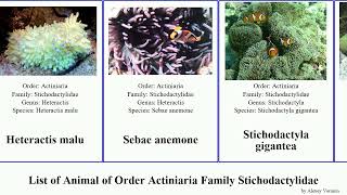 List of Animal of Order Actiniaria Family Stichodactylidae stichodactyla aurora anemone malu Whole [upl. by Alimrahs]