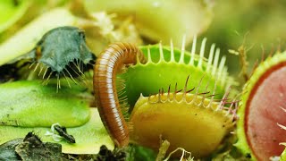 CARNIVOROUS PLANTS EATING BUGS amp INSECTS CAUGHT IN 4K [upl. by Edrick]