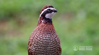 Northern Bobwhite [upl. by Georgeanna622]