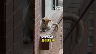 Salvare un Gatto dal Saltare da un Edificio di 30 Piani 💔 [upl. by Mackintosh]