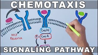 Chemotaxis Signalling Pathway [upl. by Zaob731]