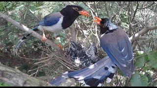 Day4Bird parasitism4 Koels parasitizing in the birds nest Can you see where the difference is [upl. by Vladamar292]