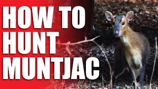 How to Hunt Muntjac [upl. by Anastasia]