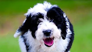 Sheepadoodle  Top 10 Pros and Cons of Owning a Sheepadoodle [upl. by Okime]