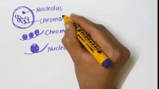 Structure of chromosome [upl. by Broadbent130]