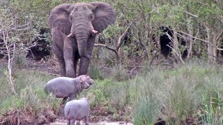 Massive Elephant vs 3 Baby Hippos [upl. by Bolme282]