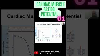 Cardiac Muscle Action Potential  Part1 shorts youtubeshorts youtube ytshorts [upl. by Reina]