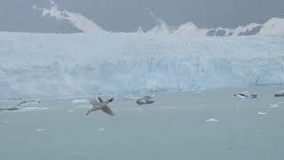 lacier USA Glacier： グレイシャーベイ国立公園【Glacier Bay National Park】 ロイヤルプリンセス号アラスカ氷河２４日間ツアーDSCN1775 [upl. by Thetisa]