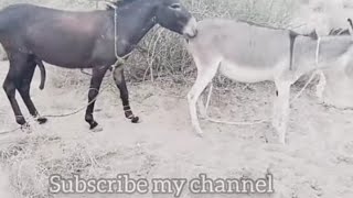 Enjoying Donkey in Diplo Cityviralvideo animals donkey [upl. by Nykal121]