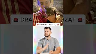 Dramat zwierzaków w Jaworze zwierzęta dramat [upl. by Yarezed]