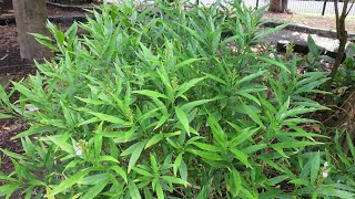 Justicia gendarussa Willowleaved justicia Karunochi Vathakodi Vathamkolli Medicinal plants [upl. by Ragouzis]