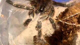 Tarantula Feeding Video 104  Biggest One Yet Including Awesome Surprises [upl. by Wycoff]