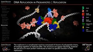 DNA Replication Animation 3D Molecular Biology [upl. by Wilbur]